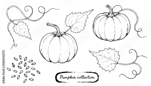 vector illustration of a pumpkin
