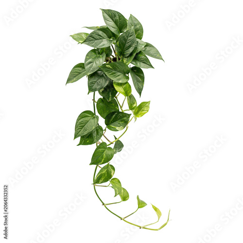 Hanging pothos plant with variegated green and yellow heart-shaped leaves, isolated on a white background, for indoor home, decor and nature