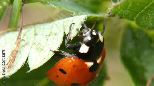 Seven-spot ladybug extreme macro focusing on head, antennae, legs and textured wing covers. Soft light, Macro shot, scientific laboratory atmosphere.