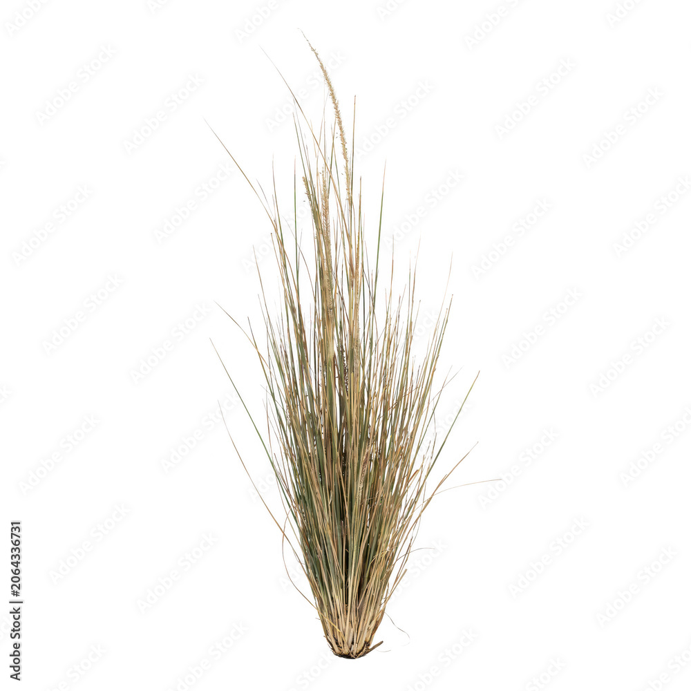 Fototapeta premium Tall thin stalks of dry ornamental grass with sharp pointed tips and light tan coloration isolated on a white background, for garden use