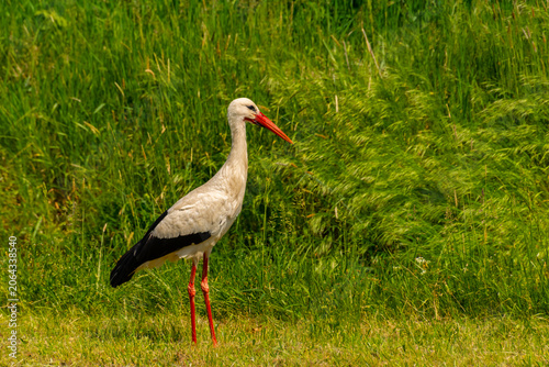 White stork near Tisza
