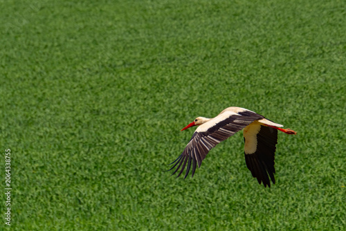 Flying white stork near Tisza