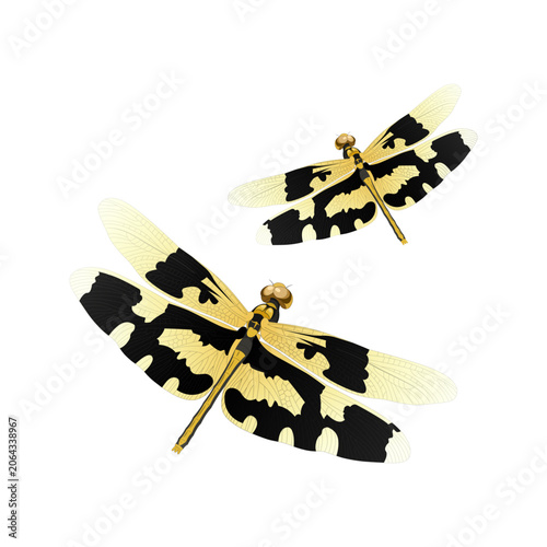 Illustration of Onathumbi dragonflies (Rhyothemis variegata) symbolic insects for the Onam festival, Kerala