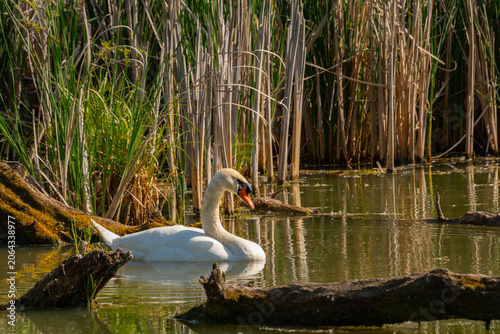 Mute swan in Martely,
