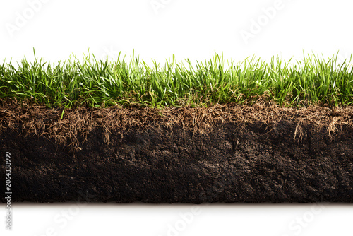 A cross-sectional view of grass and soil, showing root structure and texture, isolated on white background.