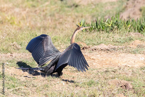Tableau sur toile African darter (Anhinga rufa) , Western Cape, South Africa