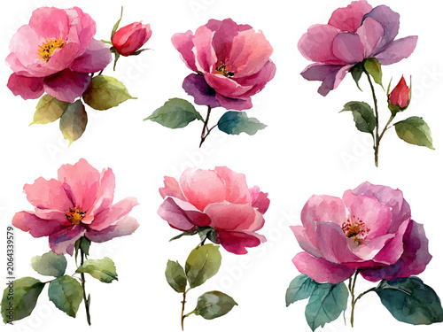 pink roses isolated on white background