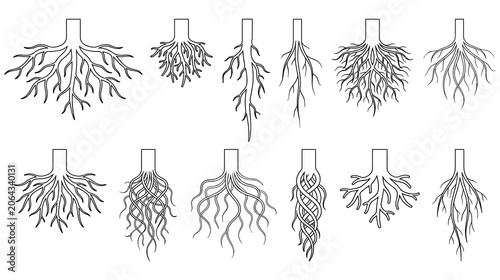 Canvastavla Set of tree root systems different shapes black white.