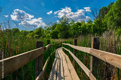 Swamp around a nature trail in Martely