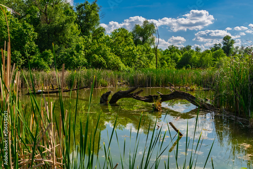 Swamp around a nature trail in Martely