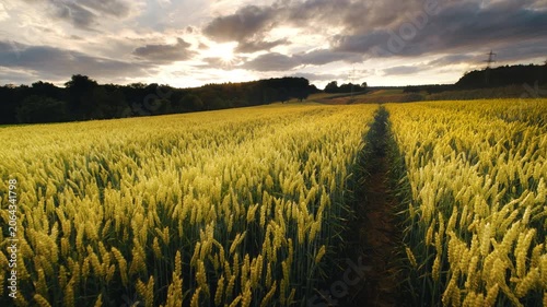 Beautiful wheat field at sunset moving in the wind. Agriculture in a rural landscape with dreamy mood and dramatic sky.