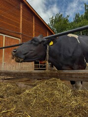 Vertical photo of a black dairy cow eating forage at an outdoor feeding area near a wooden barn. The close-up side profile captures the animal chewing a mixture of silage and feed
