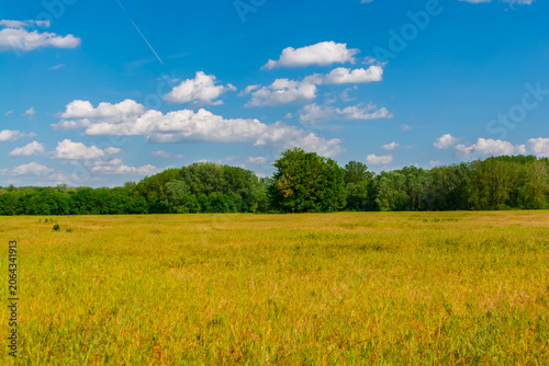 Meadow in Martely n
