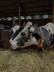 Vertical photo of two dairy cows feeding on dry hay inside a farm barn. One cow is in the foreground while another stands behind, creating a natural livestock scene that highlights animal care
