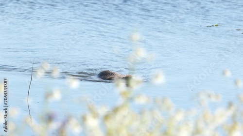 Nutria swims across the lake, nutria's head protrudes from the water, nutria disappears in front of white flowers, chamomile blossoms, blue lake, sunny day and rodent in the pond, Myocastor coypus