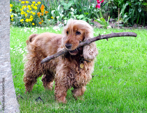 A beautiful golden cocker spaniel playing with a stick in a garden