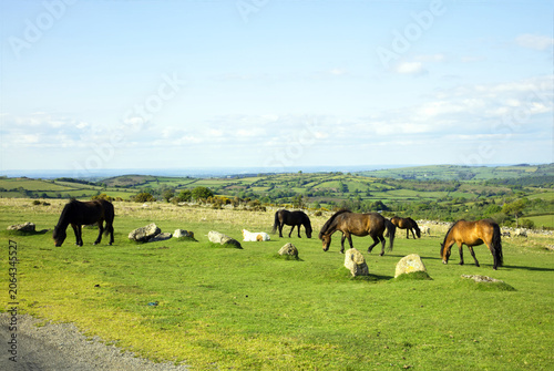 Dartmoor ponies and horses, Devon, England