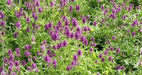 Stachys monieri 'Hummelo' or Stachys officinalis. Pinkish-purple flowers with lobed lips, at the top of rigid stems bearing cushions of oval or heart-shaped green leaves with scalloped edges

