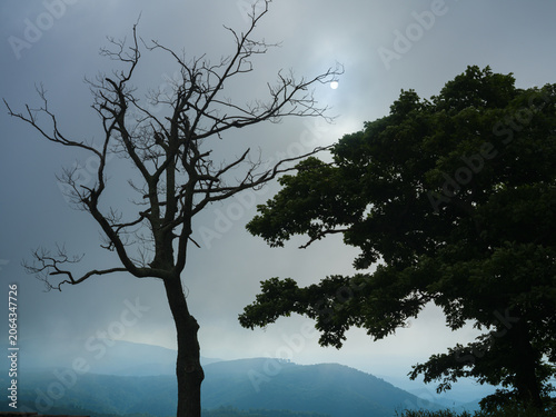Early morning light creates a silhouette of a tree in the foreground of a mountain scene along the Blue Ridge Parkway, Virginia, USA