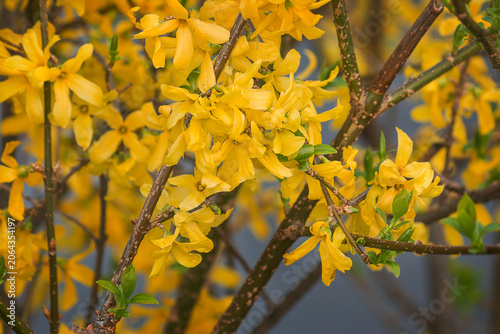 Close-up of yellow forsythia flowers. Forsythia bush in bloom in spring.