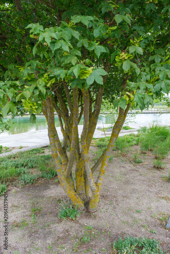 Acer x zoeschense Annae Zöschenahorn Detail Stamm mehrstämmiger Solitär