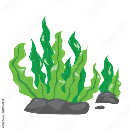 Simple seaweeds vector illustration isolated on white. Green fresh seaweeds art. Sea plants illustration