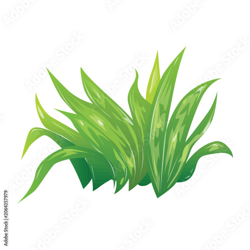 Fresh green plant vector isolated on white. Grass vector illustration. Decorative plant vector art