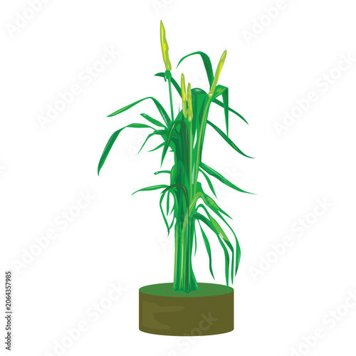 Weeds vector illustration. Green tall grass clipart. Weeds stock illustration