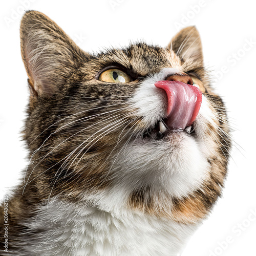 PNG of Curious tabby cat licking its nose, showcasing its playful and adventurous spirit.