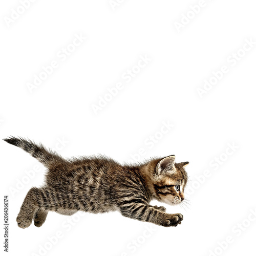 PNG of Playful tabby kitten running with curiosity and energy.