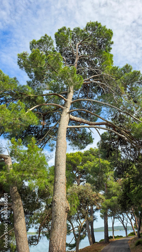 Tall Pine Trees Along a Seaside Road Under a Blue Sky