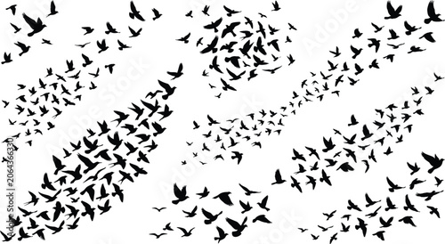 Photography Set of flying bird silhouettes isolated on white background various flocks of bi
