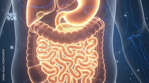 Human digestive system anatomy illustration.