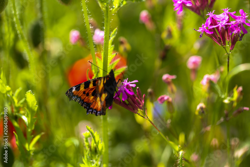 Konstfotografi Small Tortoiseshell Butterfly (Aglais urticae) on Red Campion Flower in Summer M