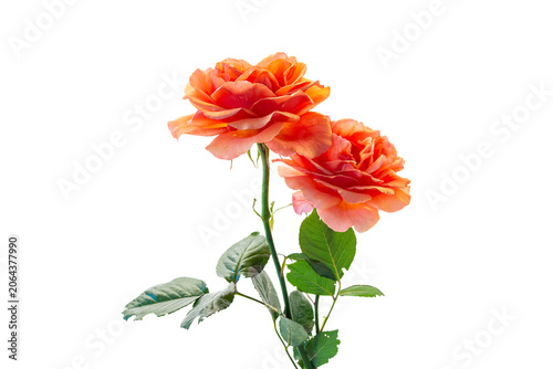beautiful blooming roses isolated on white background