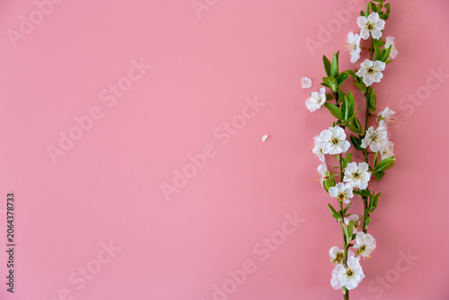 fresh blooming cherry branches creating elegant seasonal floral background