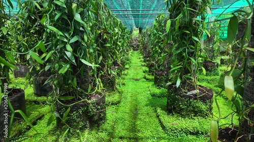 Scenic footage of a Bourbon Vanilla farm on the island of La Reunion, France	