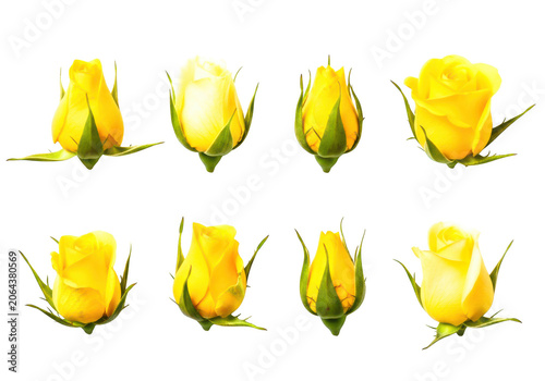 Yellow rose buds close up detail in different stages of blooming on transparent background for design.