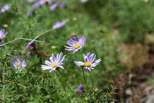 Obraz na plátně trio of purple, blue daisy-like flowers, yellow centers in bright sunshine (Brac