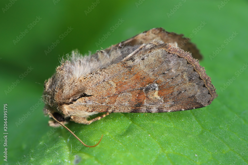 Obraz premium Polia bombycina (pale shining brown) is a moth of the family Noctuidae. The larvae feed on various herbaceous plants.
