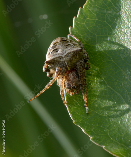 Gibbaranea bituberculata orb-weaver spider resting on edge of vibrant green leaf in bright sunlight
