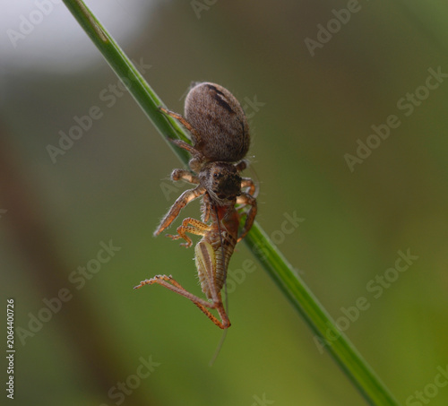 Crab spider Xysticus feeding on captured grasshopper prey on green grass stem