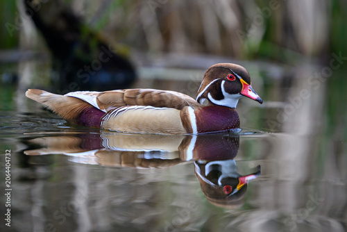 Wood duck (Aix sponsa)