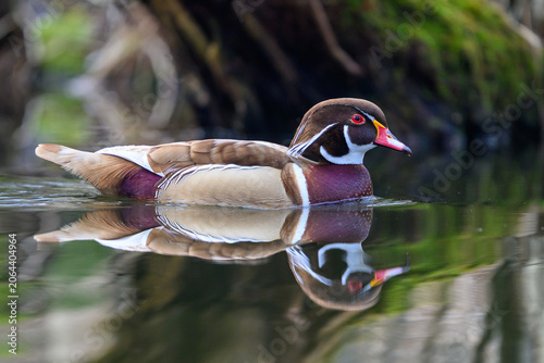 Wood duck (Aix sponsa)