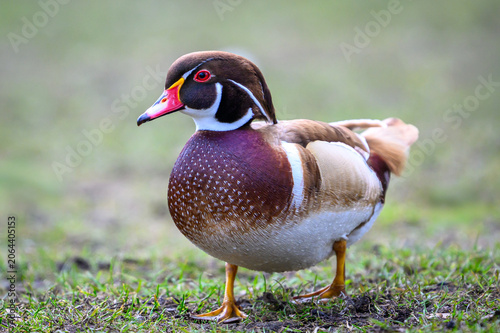 Wood duck (Aix sponsa)