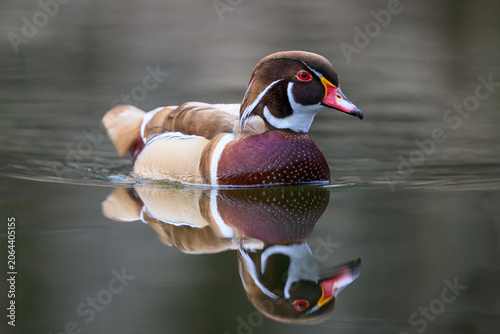 Wood duck (Aix sponsa)