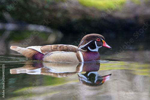 Wood duck (Aix sponsa)