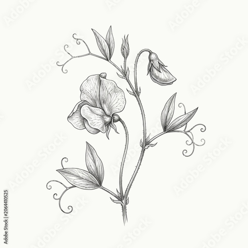 Detailed drawing of a flower stem.