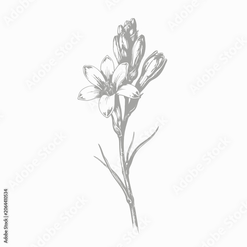 Detailed Drawing of a Flower Stem.