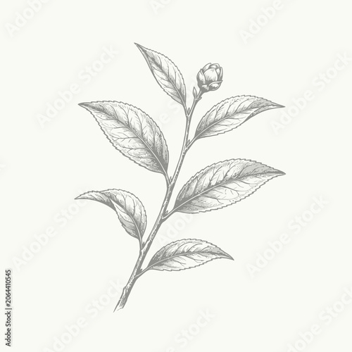 Detailed drawing of a plant stem.